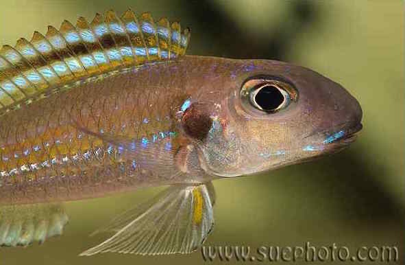 Xenotilapia bathyphilus 'Chimba'